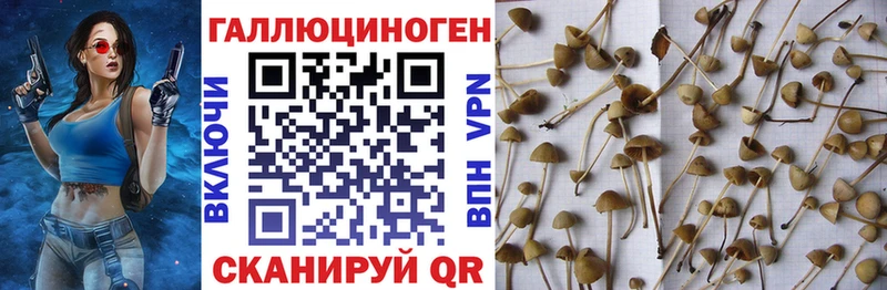 купить наркотики сайты  Опочка  Псилоцибиновые грибы Cubensis 